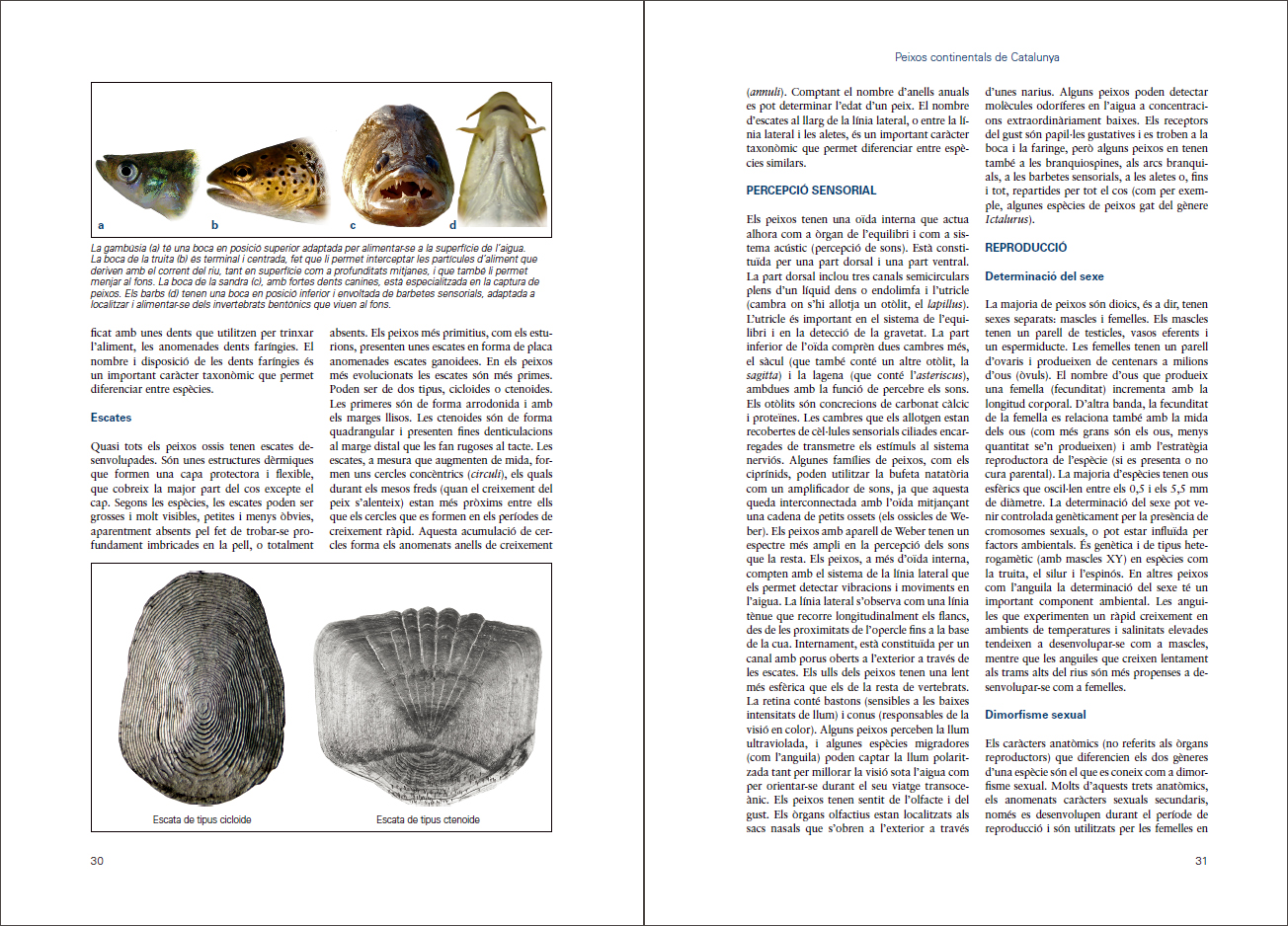 Sample page of Peixos continentals de Catalunya Peixos continentals de Catalunya sample page